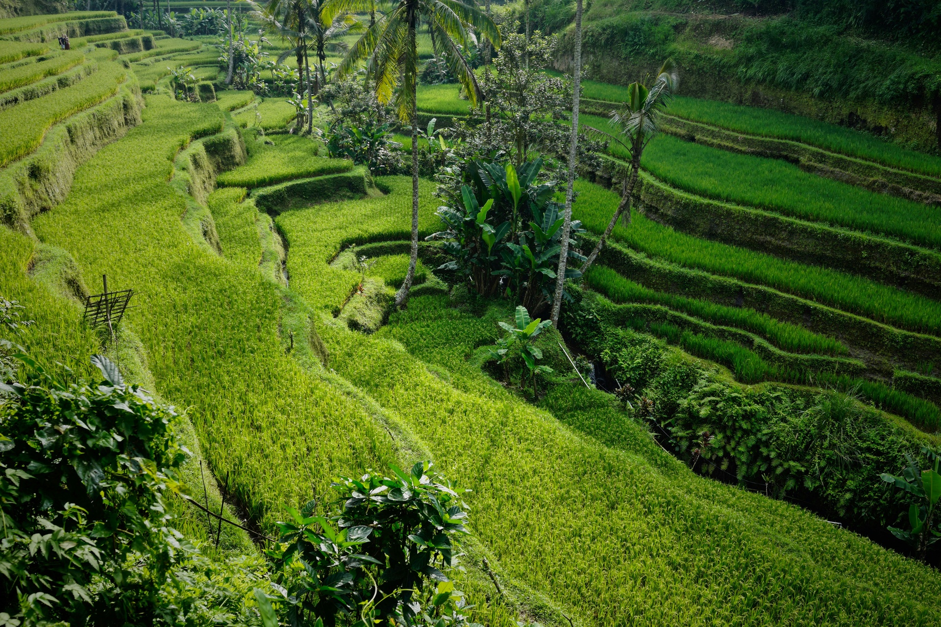 Terrazas de arroz verdes en Ubud, Bali