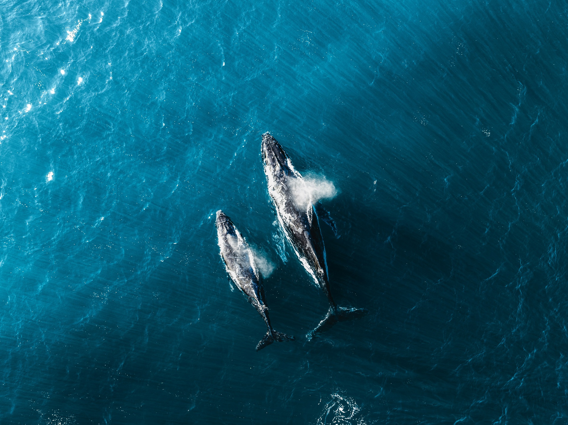 Ballena jorobada saltando en el Pacífico mexicano
