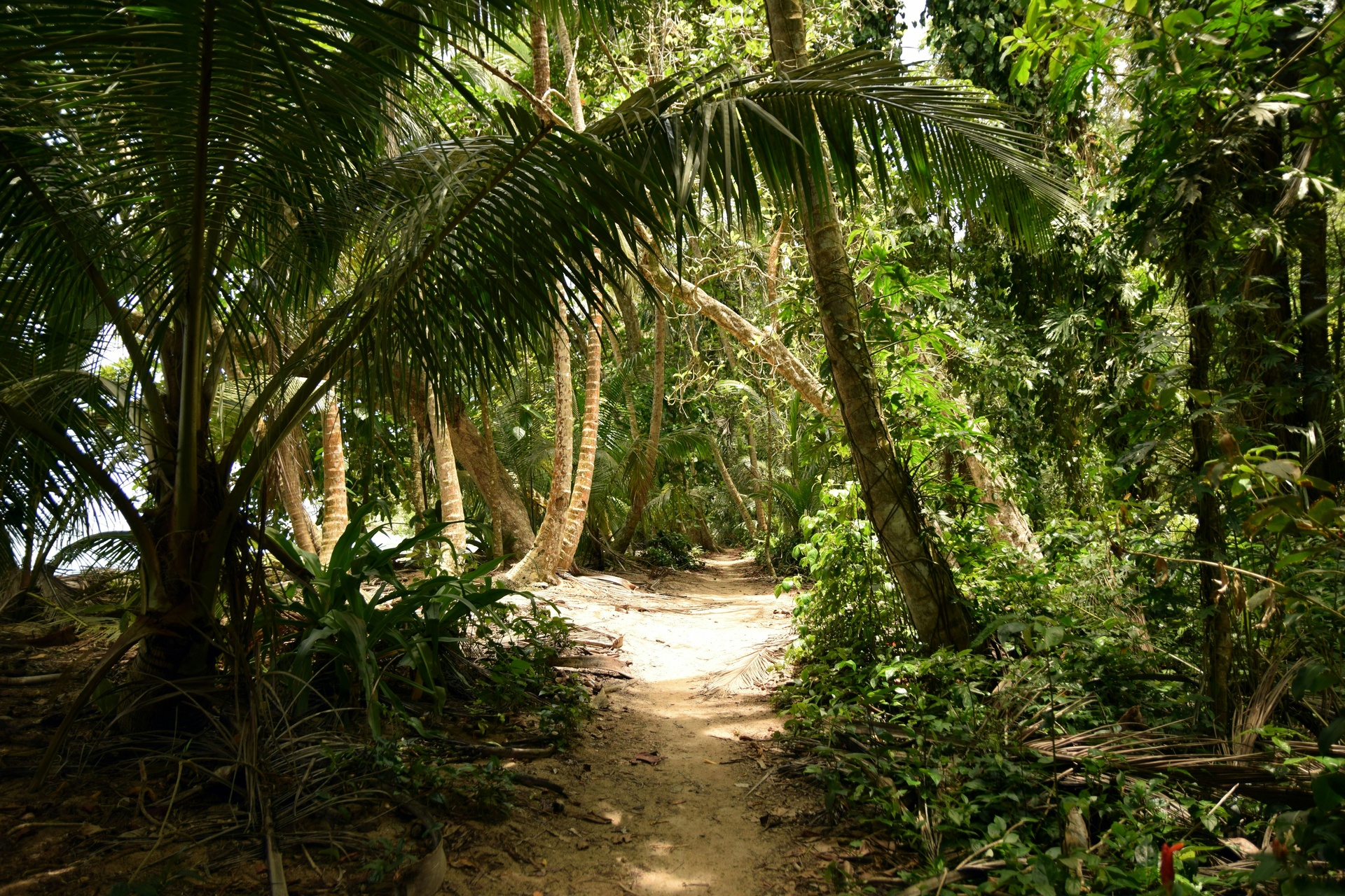 Sendero entre la selva que lleva a una playa escondida en Nayarit