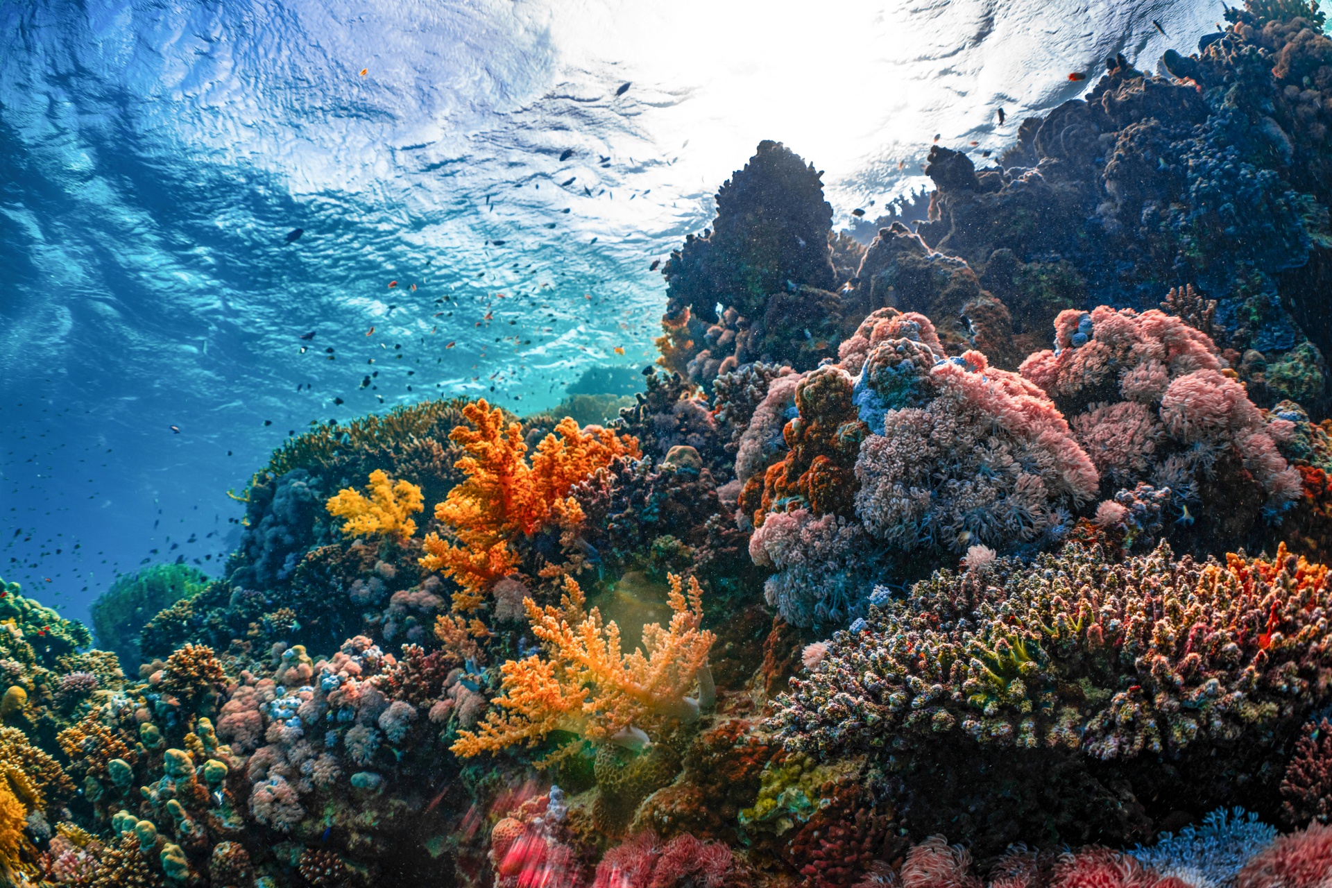 Buzo explorando un arrecife de coral en Cozumel