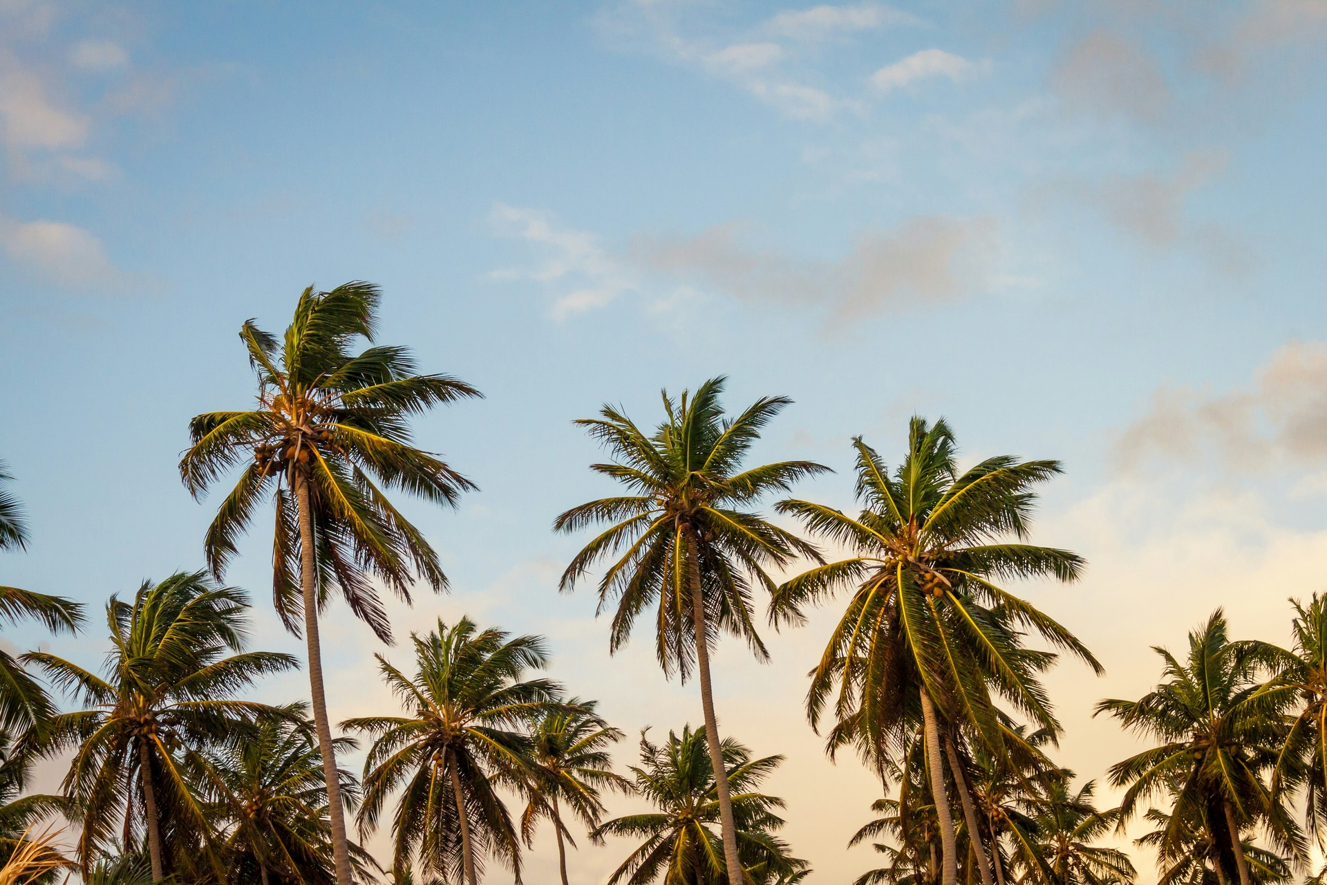 Playa caribeña con palmeras y arena blanca