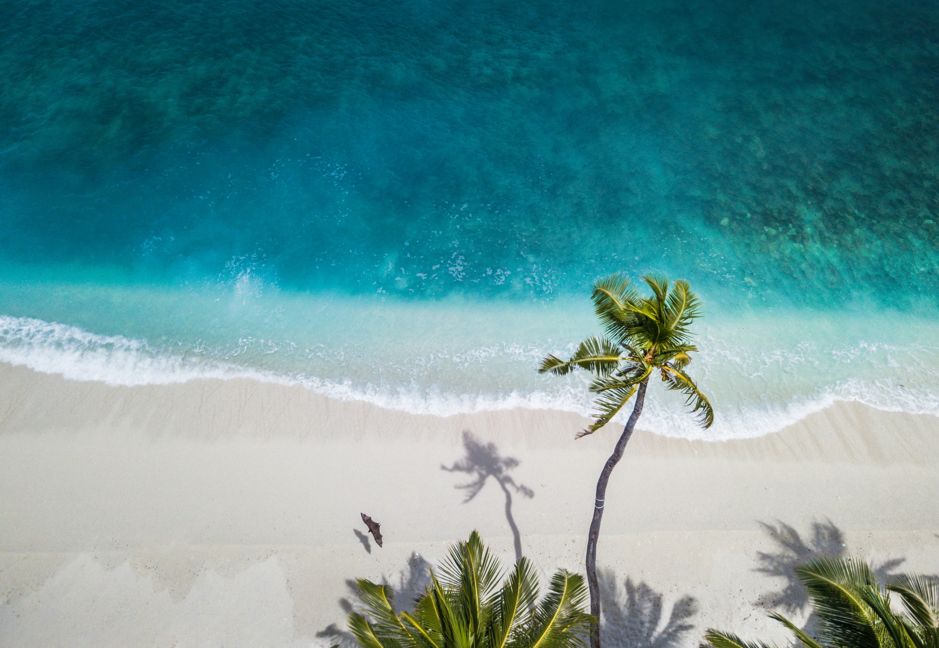 Playa caribeña con palmeras bajo cielo despejado