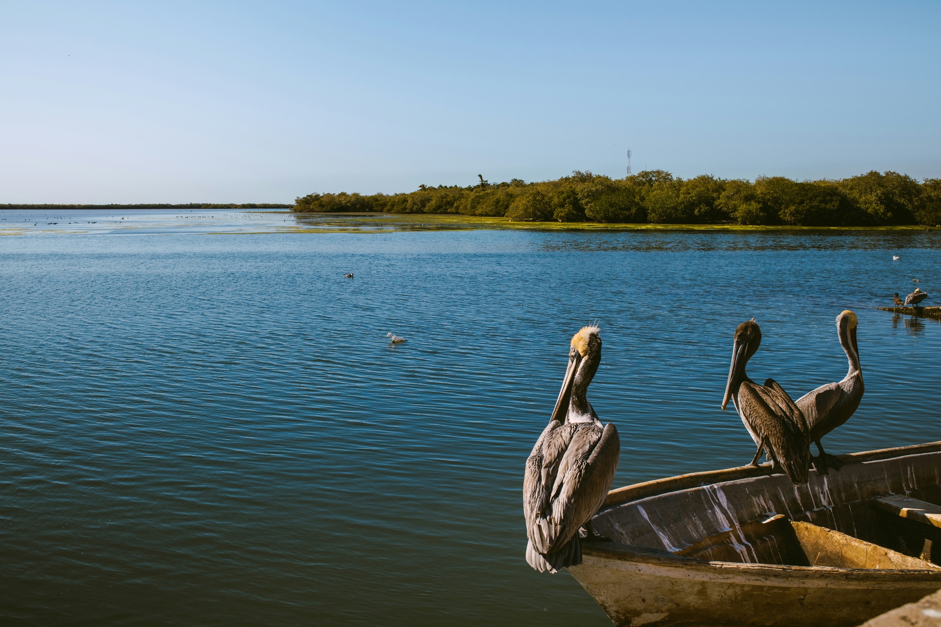 Recorrido en lancha por manglares de Sian Ka'an con aves acuáticas