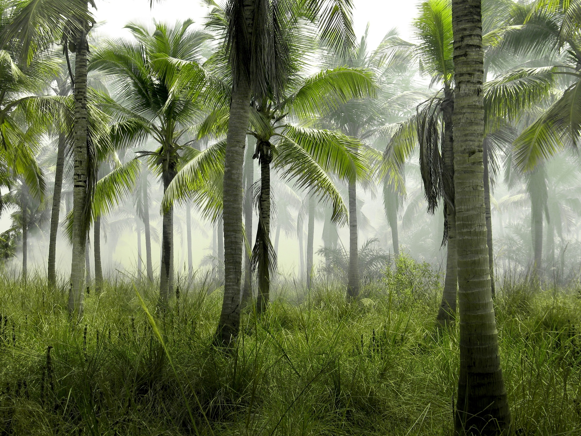 Palmeras dobladas por el viento durante una tormenta tropical en el Caribe
