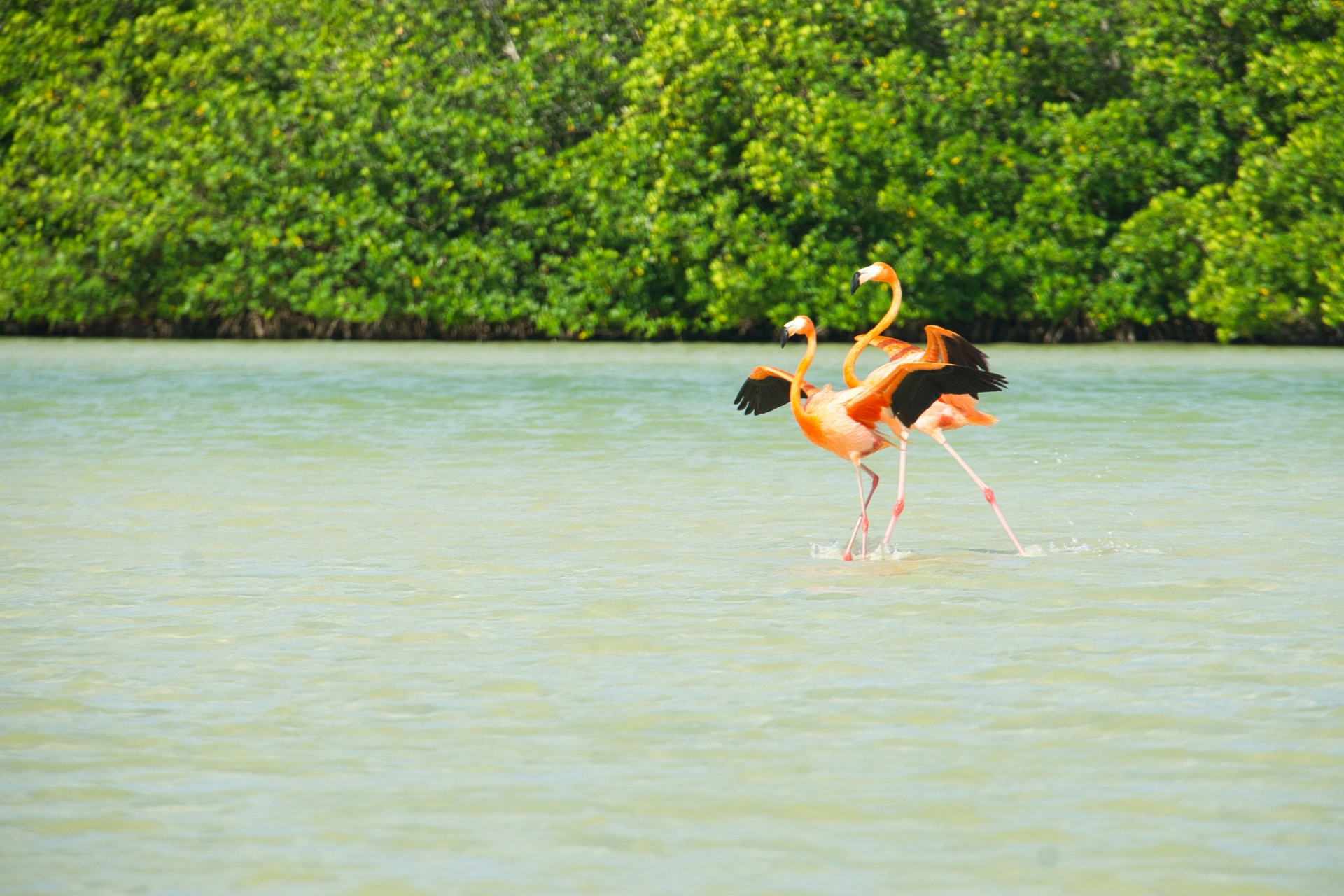 Parvada de flamencos rosados volando sobre el manglar en Celestún