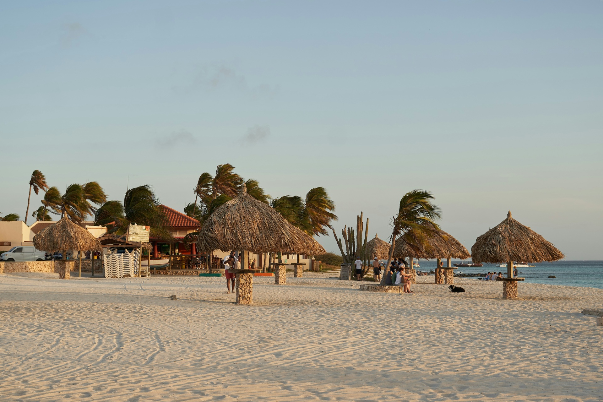 Playa de arena blanca con árboles divi-divi en Aruba