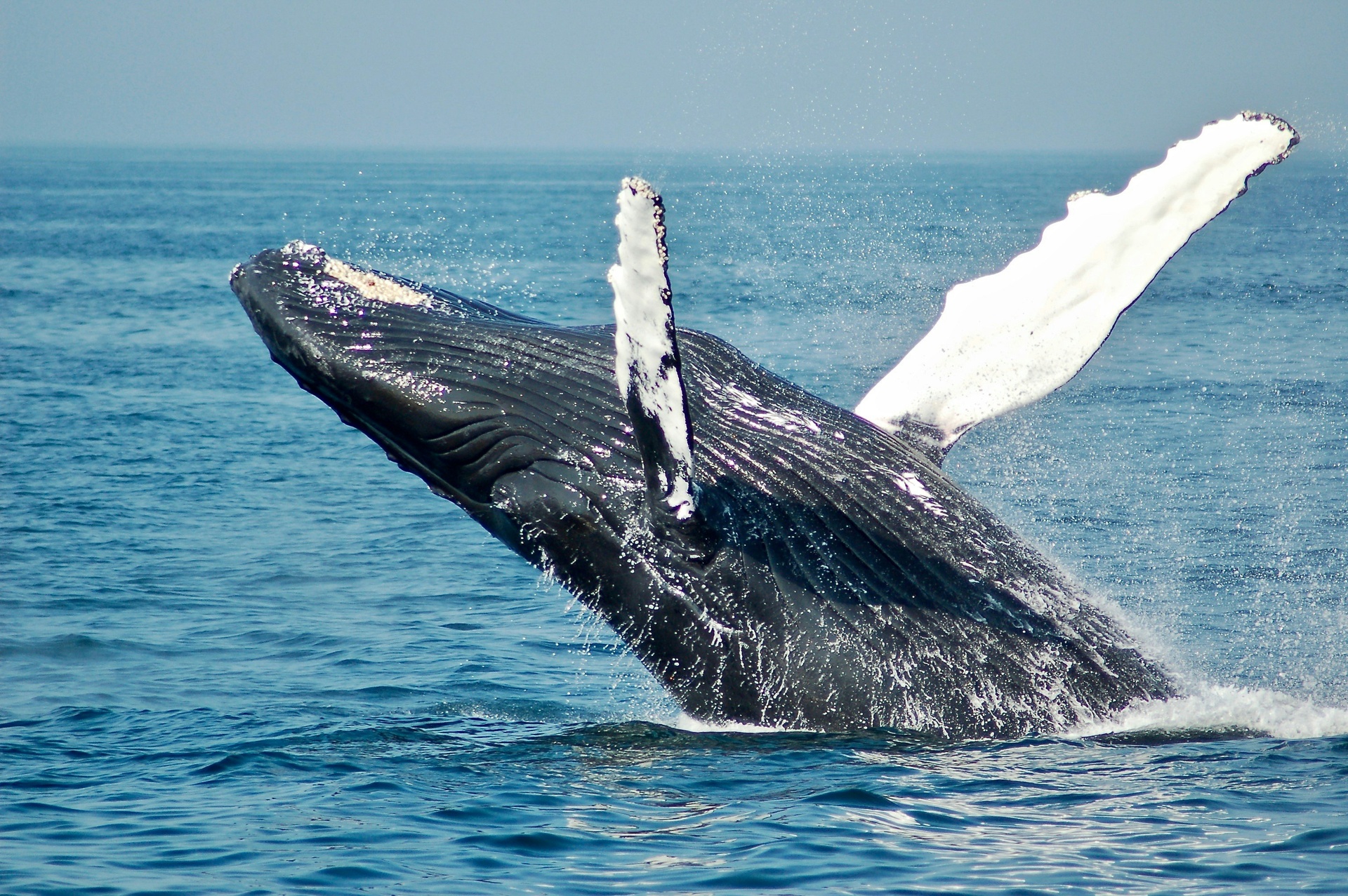 Ballena jorobada saltando fuera del agua en el Pacífico mexicano
