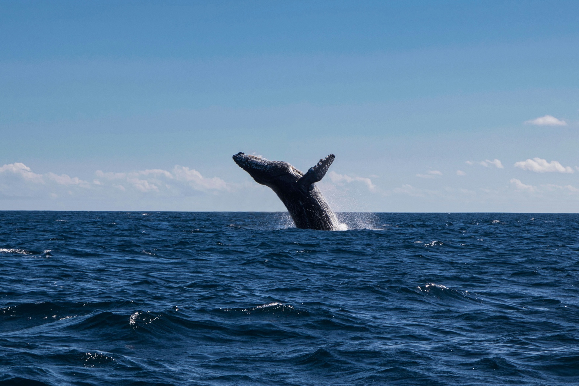 Ballena jorobada saltando fuera del agua en el Pacífico mexicano