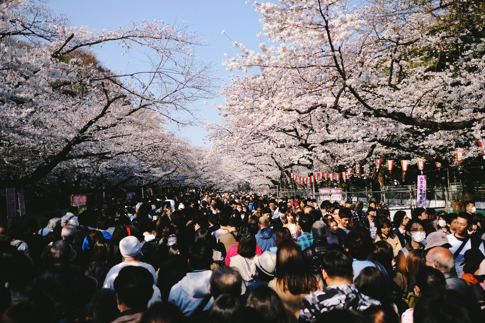 Cerezos en flor en un parque de Tokio durante la primavera