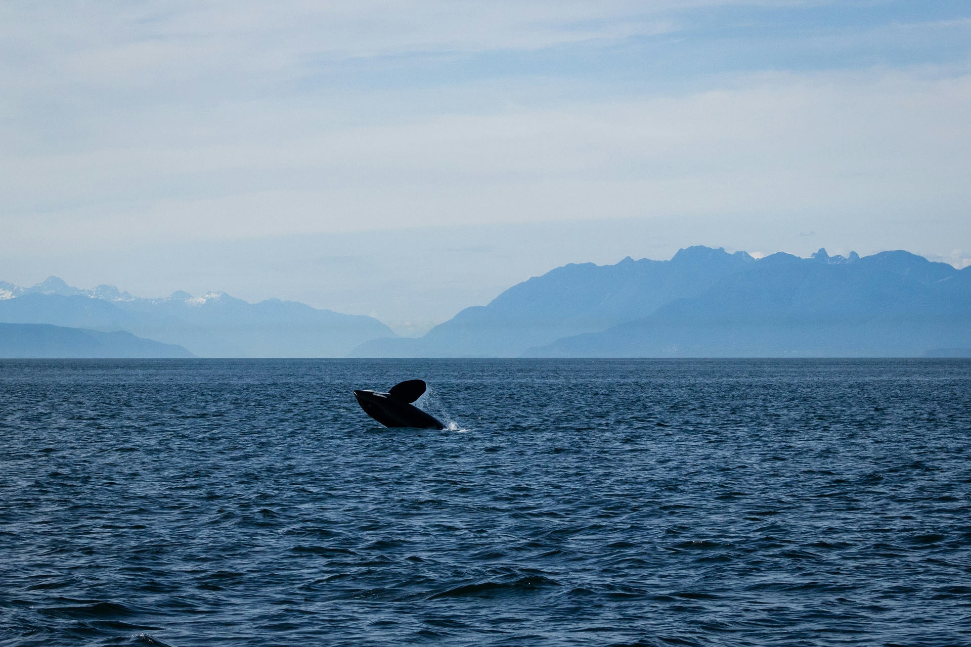 Ballena jorobada saltando frente a las costas del Pacífico mexicano